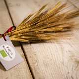 ...pi� uno non classificabile: il farro monococco